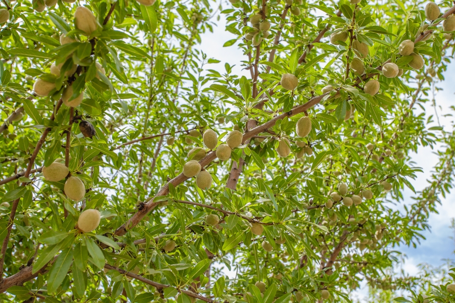 4 Bedroom Property for Sale in Paarl Rural Western Cape